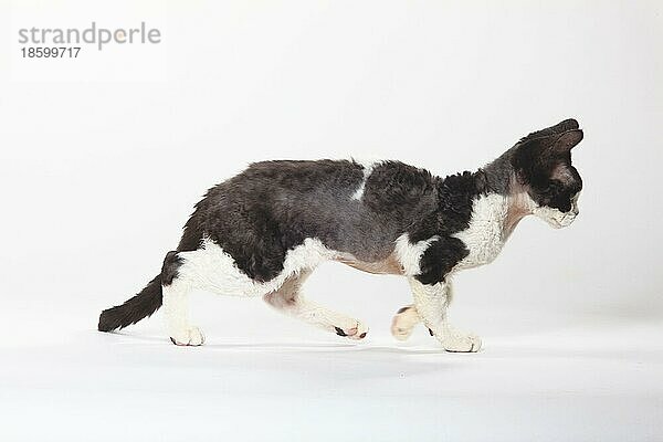 Devon Rex Katze  schwarz-rauch-weiß  Seite