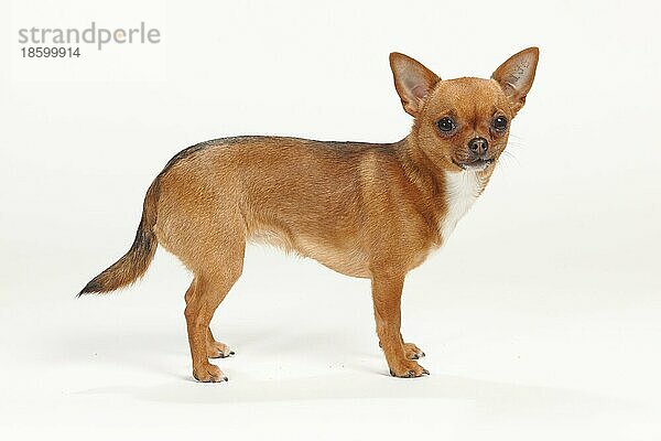 Chihuahua  kurzhaarig  seitlich