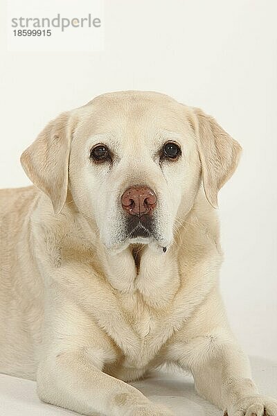 Labrador-Retriever  alter Hund  12 Jahre alt