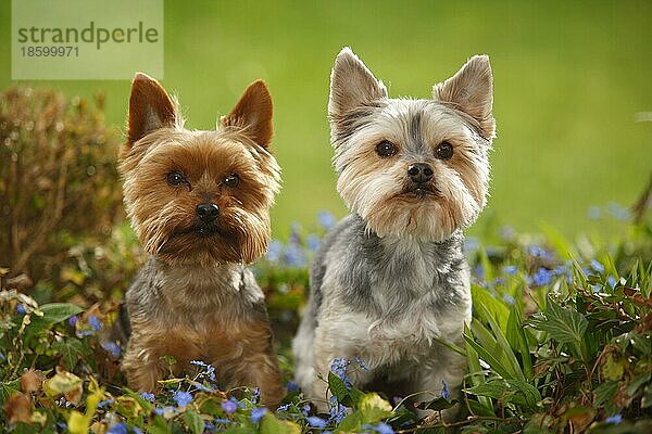 Yorkshire Terrier und Mischlingshund (Yorkshire-Malteser-Mischling)
