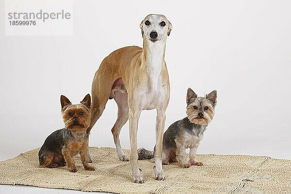 Whippet  Yorkshire Terrier und Mischlingshund (Yorkshire-Malteser-Kreuzung)