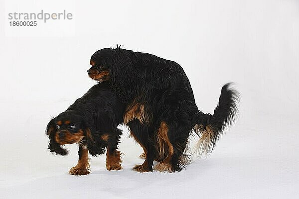 Cavalier King Charles Spaniel  schwarz-braun  erwachsen und 8 Monate  Montage