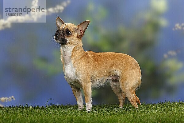 Chihuahua  kurzhaarig  Hündin  seitlich