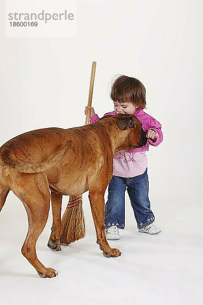 Kleines Mädchen und Deutscher Boxer  Besen