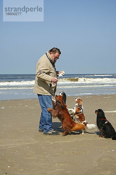 Mann füttert Cavalier King Charles Spaniel  Texel  Niederlande  Europa