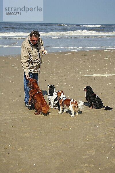 Mann füttert Cavalier King Charles Spaniel  Texel  Niederlande  Europa