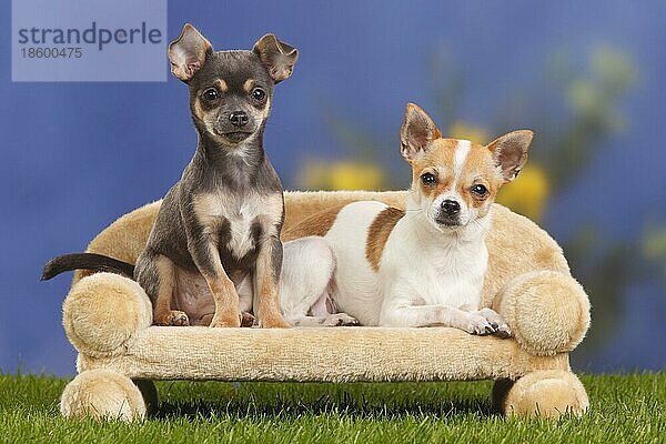 Chihuahua  kurzhaarig  mit Welpe  4 Monate  Hundesofa  Couch