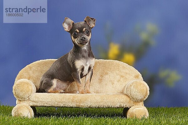 Chihuahua  glatthaarig  Welpe  blau-braun  4 Monate  Sofa