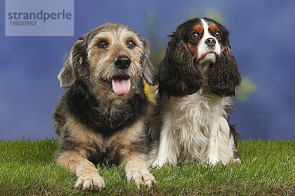 Cavalier King Charles Spaniel  dreifarbig und Mischlingshund