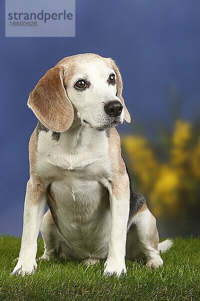 Beagle  Rüde  alter Hund  10 Jahre alt