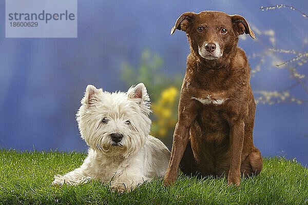 Mischlingshund  10 Jahre alt  und West Highland White Terrier  12 Jahre alt  Westie