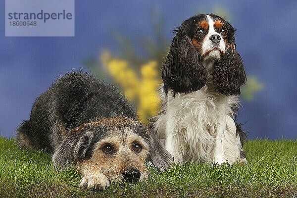 Cavalier King Charles Spaniel  dreifarbiger Hund und Mischling