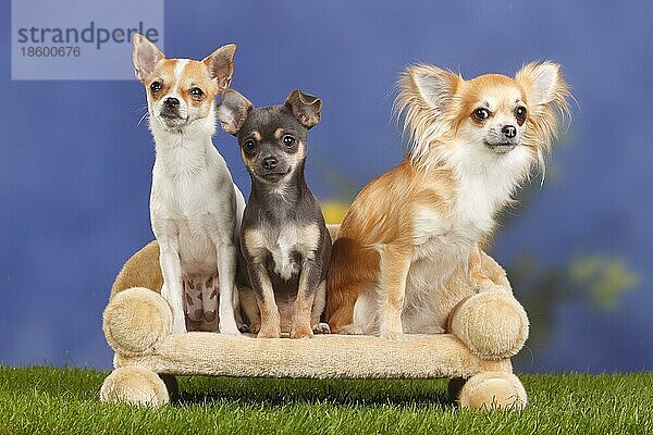 Chihuahua  langhaarig und kurzhaarig  mit Welpe  4 Monate  Hundesofa  Couch