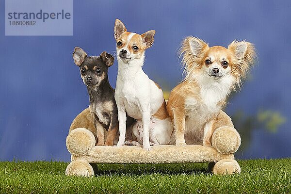 Chihuahua  langhaarig und kurzhaarig  mit Welpe  4 Monate  Hundesofa  Couch