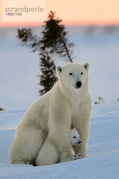 Eisbären (Ursus maritimus)  Weibchen und Jungtier  3 Monate  Wapusk Nationalpark  Churchill  Manitoba (Thalassarctos maritimus)  Polarbär  Eisbär  Arktis  Kanada  Nordamerika