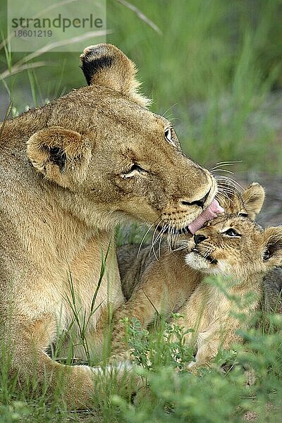 Afrikanische Löwen (Panthera leo)  Löwin mit Jungtieren  Sabie Sand Wildschutzgebiet  Südafrika nischer Löwe  Löwin