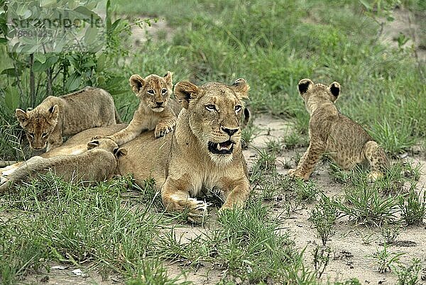 Afrikanische Löwen (Panthera leo)  Löwin und Jungtiere  Sabie Sand Wildschutzgebiet  Südafrika nischer Löwe  Löwin