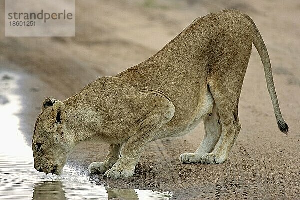 African Lion  lioness drinking  Sabie Sand Game Reserve  South Africa nischer Löwe (Panthera leo)  Löwin trinkt  Sabie Sand Wildschutzgebiet  Südafrikanischer Löwe  Löwin  seitlich  side  freistellbar