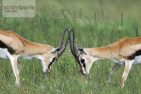 Thomsongazellen  männlich  Serengeti-Nationalpark (Gazella thomsoni)  Tansania  Afrika
