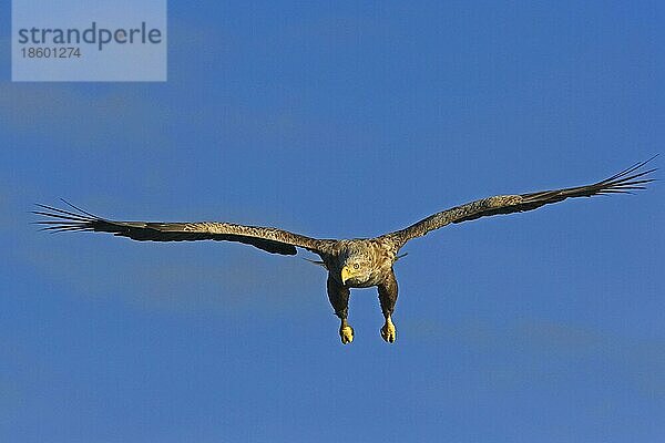 Seeadler (Haliaeetus albicilla)  Norwegen  Europa