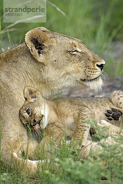 African Lions  lioness with cub  Sabie Sand Game Reserve  South Africa nische Löwen (Panthera leo)  Löwin mit Jungtier  Sabie Sand Wildschutzgebiet  Südafrikanischer Löwe  Löwin