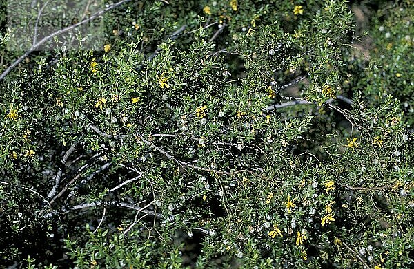 Kreosot-Busch  Sonora-Wüste  Arizona (Larrea tridentata)  USA  Nordamerika