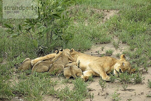 Afrikanische Löwen (Panthera leo)  Löwin säugt Jungtiere  Sabie Sand Wildschutzgebiet  Südafrika nischer Löwe  Löwin