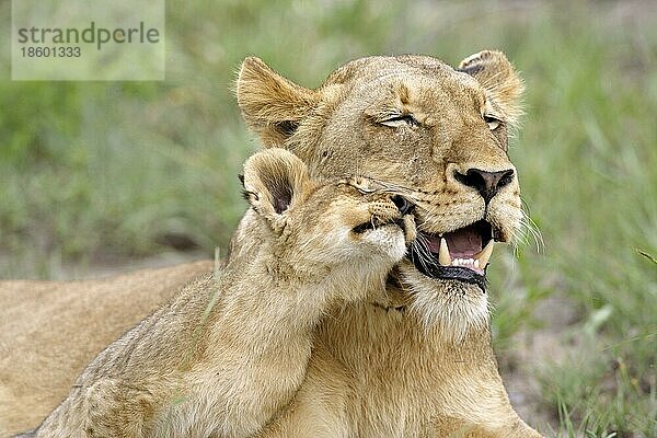 Afrikanische Löwen (Panthera leo)  Löwin mit Jungtier  Sabie Sand Wildschutzgebiet  Südafrika nischer Löwe  Löwin