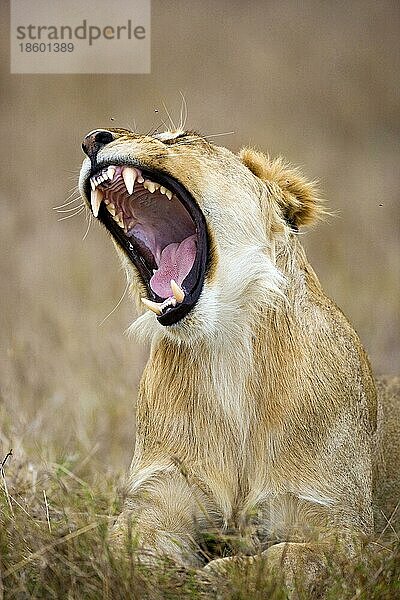 Afrikanischer Löwe (Panthera leo)  Löwin  Massai Mara Wildschutzgebiet  nischer Löwe  Kenia  Afrika