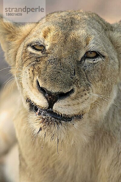 African Lion  lioness  Sabie Sand Game Reserve  South Africa nischer Löwe (Panthera leo)  Löwin  Sabie Sand Wildschutzgebiet  Südafrikanischer Löwe