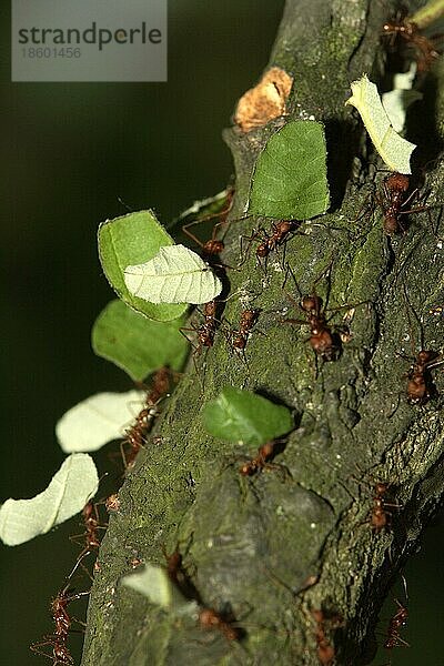 Blattschneideameisen  die Blätter tragen (Atta cephalotes)