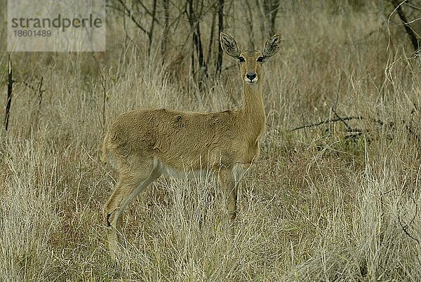 Bohar-Riedbock (Redunca redunca)  Sabi Sand Game Reserve  Südafrika  Seite