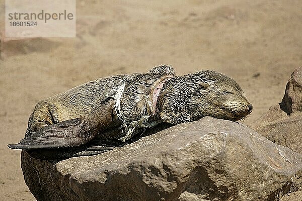 South African Fur Seal  Zwergseebär  Südafrikanische Pelzrobbe (Arctocephalus pusillus)  injured by fishernet  Cape Cross  Namibia  Südafrikanischer Seebär verletzt durch Fischernetz  Namibia  Afrika