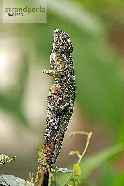 Warty Chameleon  male  Magadascar  männlich  Magadaskar  seitlich  side  Warzenchamäleon (Furcifer verrucosus)