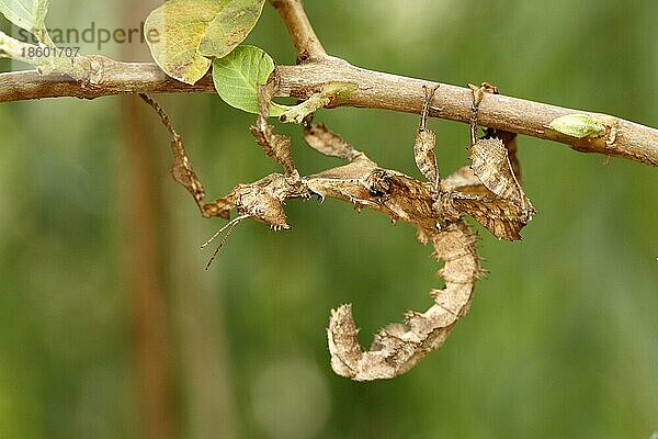 Blattmimische Gottesanbeterin (Phyllocrania)  Madagaskar  Afrika