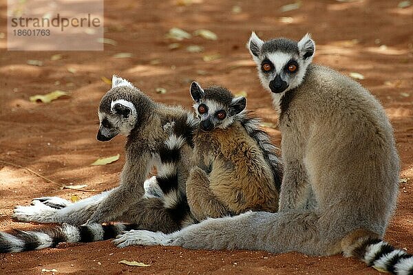 Ring-tailed Lemurs with young  Berenty Private Reserve  Madagascar  Kattas (Lemur catta) mit Jungtier  Berenty Reservat  Madagaskar  Afrika