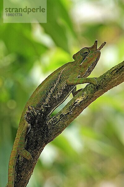 Chameleon  male  Magadascar  Chamäleon (Furcifer balteatus)  männlich  Magadaskar  seitlich  side