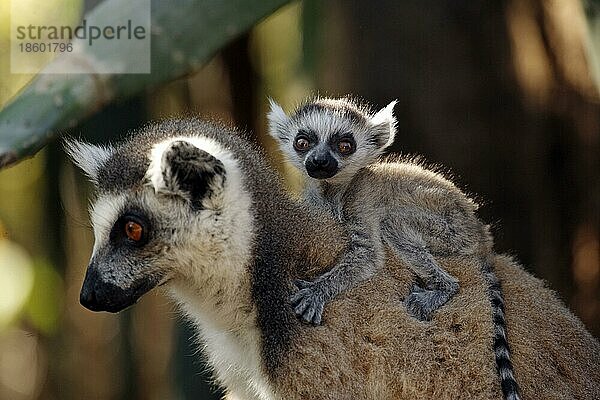 Ringelschwanz Lemuren (Lemur catta)  Weibchen mit Jungtier  Berenty Private Reserve  Madagaskar  Afrika