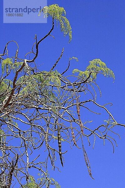 Afrikanischer Moringo  Früchte  Berenty Private Reserve (Moringa ovalifolia)  Madagaskar  Afrika