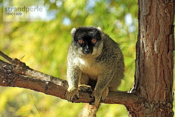 Brauner Halsbandlemur  männlich (Lemur fulvus fulvus) (Eulemur fulvus fulvus)  Madagaskar  Afrika