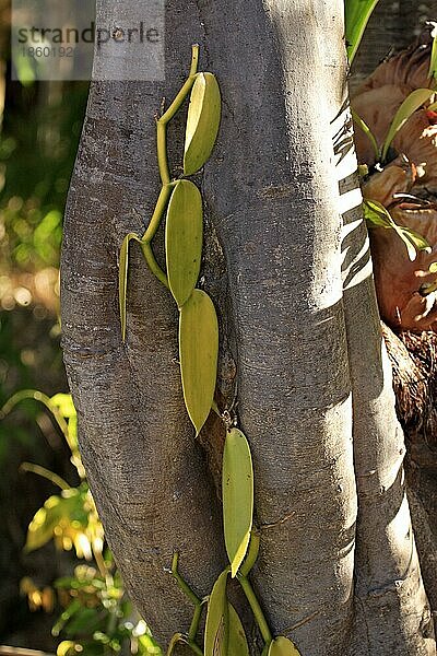 Vanille (Vanilla planifolia)  Bätter  Nosy Be  Madagaskar  Afrika