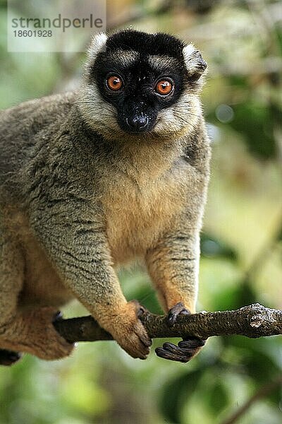 Brauner Halsbandlemur  männlich (Lemur fulvus fulvus) (Eulemur fulvus fulvus)  Madagaskar  Afrika