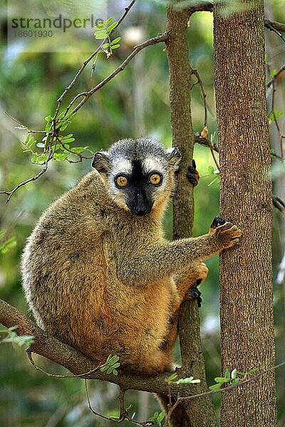 Rotstirnlemur  Weibchen  Privatreservat Berenty (Lemur fulvus rufus)  Madagaskar  Afrika