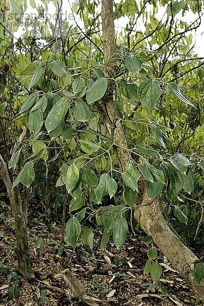 Black Pepper bush  Nosy Be  Madagascar  Schwarzer (Piper nigrum) Pfefferstrauch  Madagaskar  Pfeffergewächse  Piperaceae  Afrika