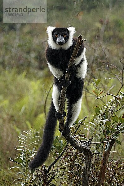 Schwarz-weißer Krauskopf-Lemur im Regen (Varecia variegata variegata)  Madagaskar  Afrika