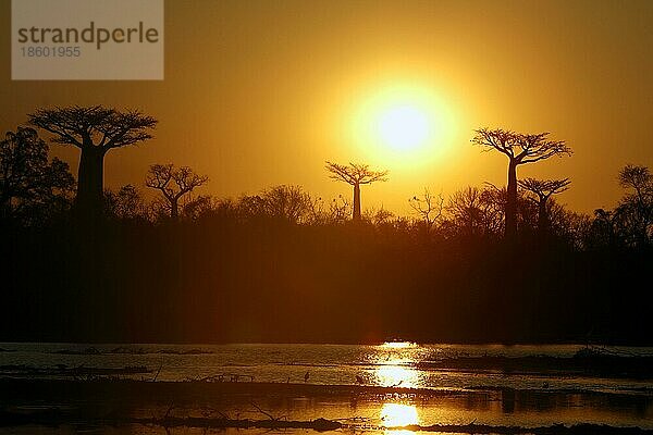 Sonnenuntergang mit Baobabs  Morondava  Madagaskar  Affenbrotbaum  Afrika