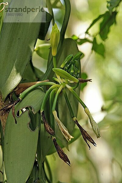 Vanille (Vanilla planifolia)  Blüte  Nosy Be  Madagaskar  Afrika