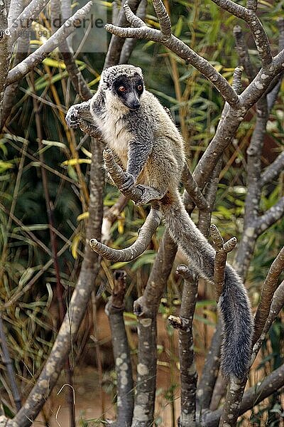 Mongoose Lemur  männlich (Lemur mongoz)  Madagaskar  Afrika