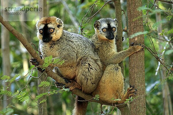 Rotstirnlemur  Paar  Privatreservat Berenty (Lemur fulvus rufus)  Madagaskar  Afrika