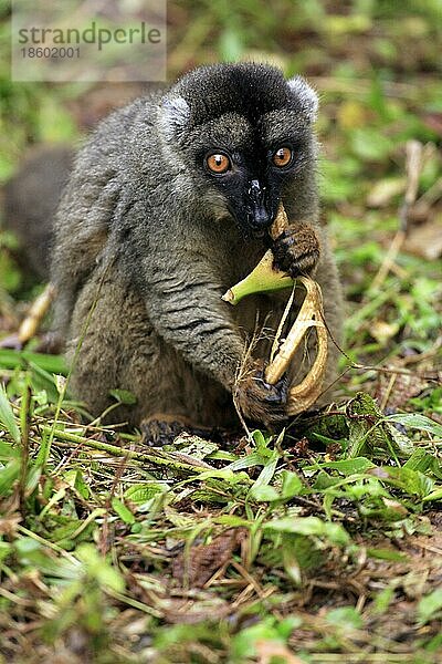 Brauner Halsbandlemur  Weibchen (Lemur fulvus fulvus) (Eulemur fulvus fulvus)  Madagaskar  Afrika